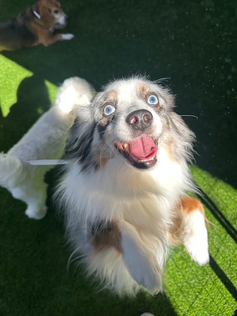Kona the dog at daycare