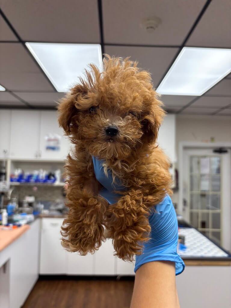 Cute dog getting dewormer