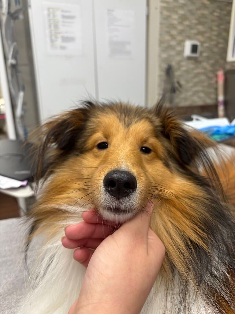 Beautiful Shepard dog at the vet