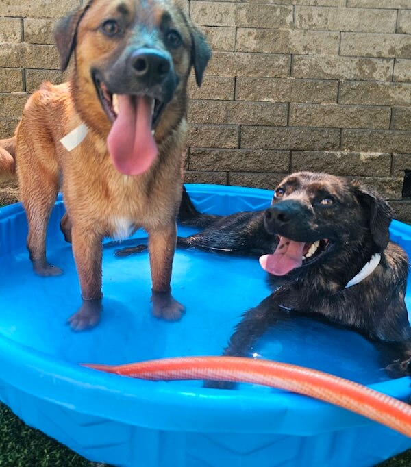 Two dogs in the pool at daycare